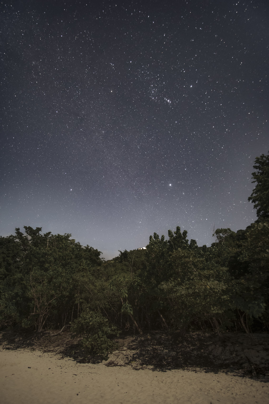 The Milky Way visible rising above the trees and sand on the beach